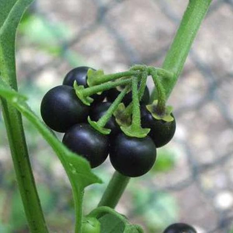 Solanum Indicum, Vanabhanta – 0.5 kg Seeds