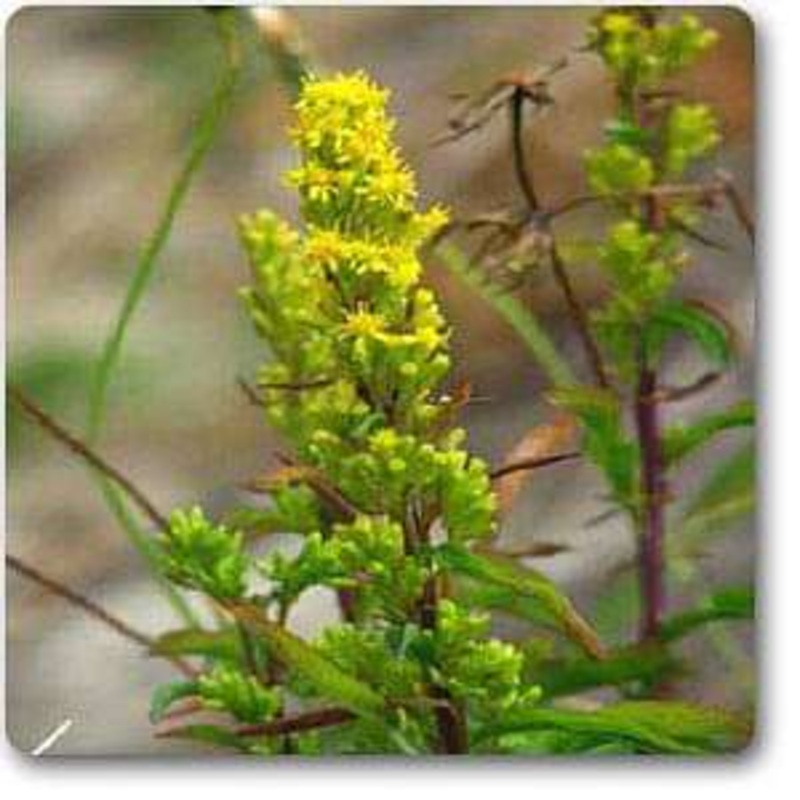 Solidago suaveolens, Goldenrod – Plant