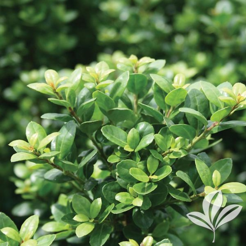 Steeds Japanese Holly||7