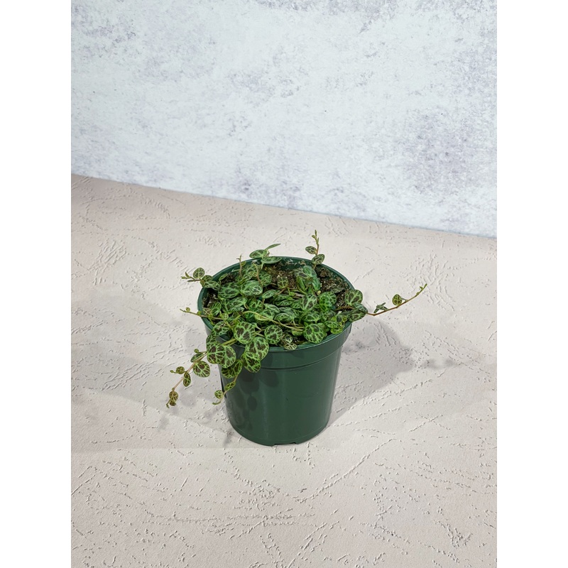 String of Turtles|4″|4.5″ HB