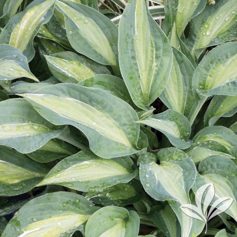 Striptease Hosta|8″