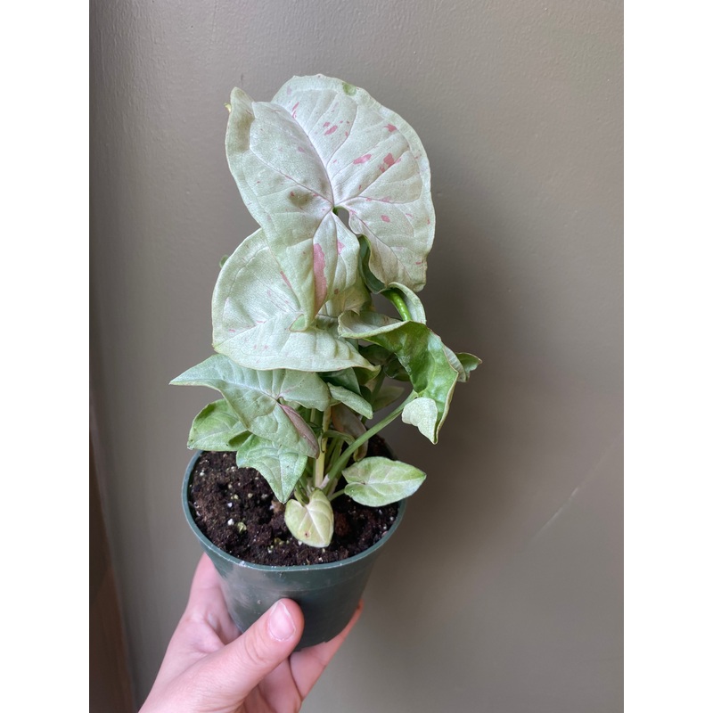 Syngonium Milk Confetti|4″