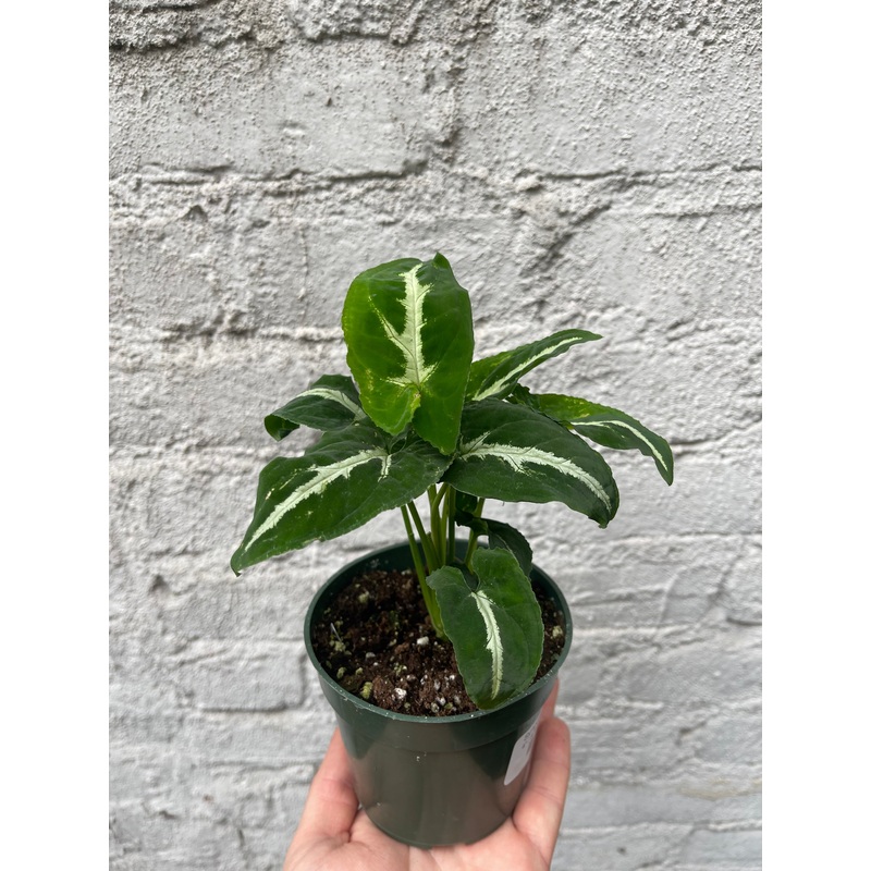 Syngonium Wendlandii|4″