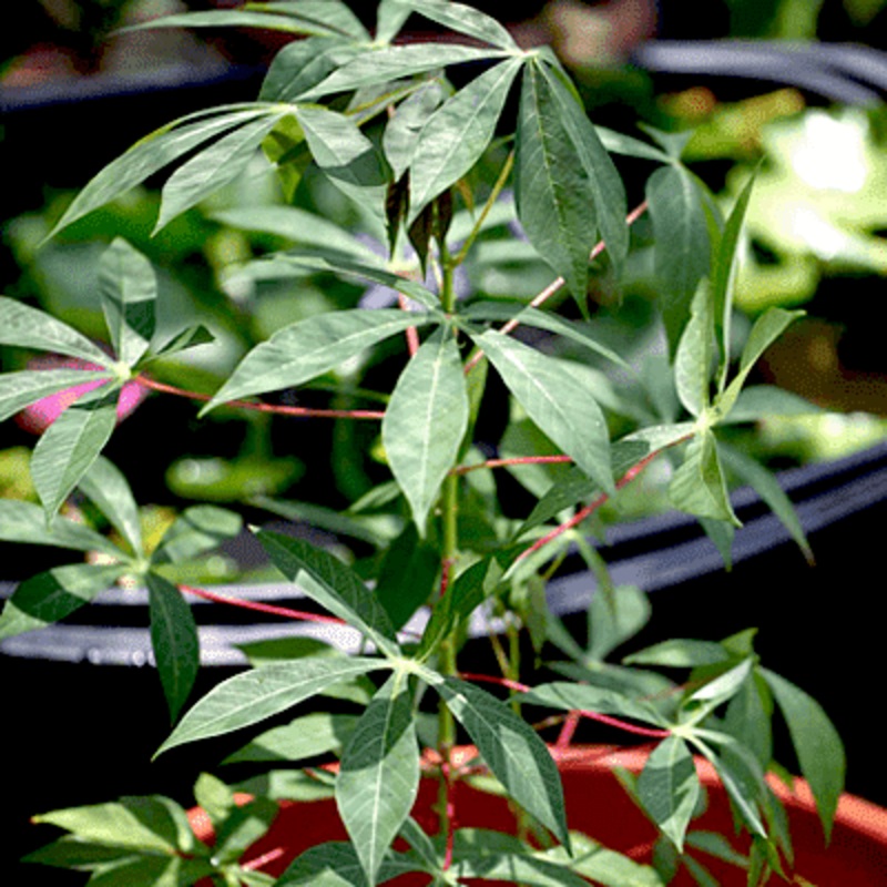 Tapioca, Portuguese pronunciation – Plant