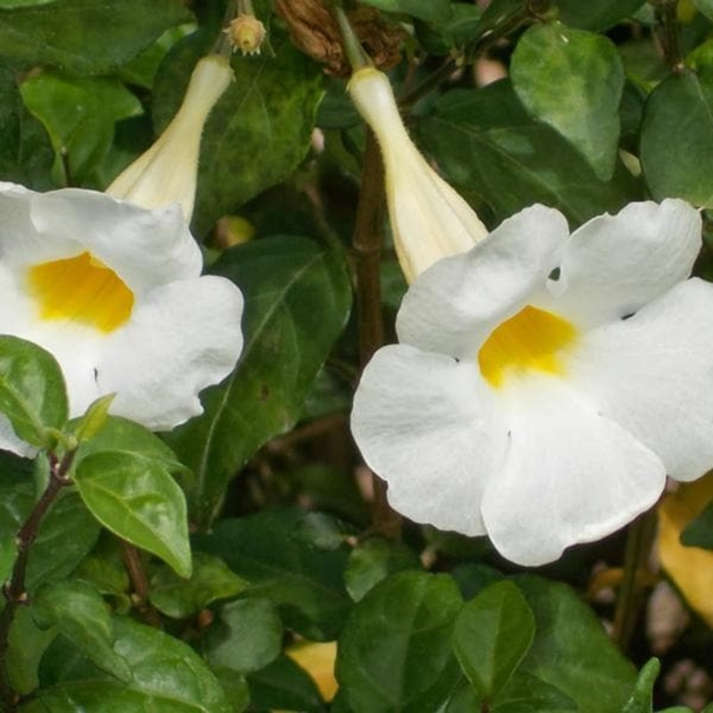Thunbergia Erecta Alba, Meyenia Erecta Alba (White) – Plant