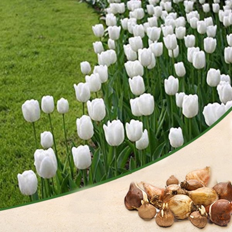Tulip Royal Virgin (White) – Bulbs