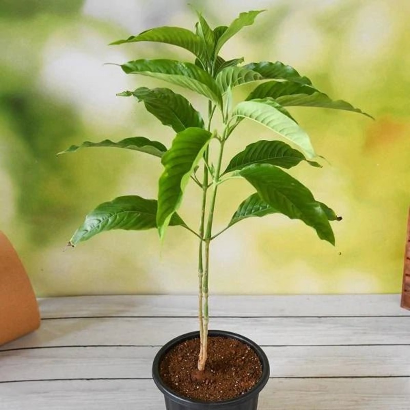 Vasaka, Adulsa Plant for Ashwini Nakshatra, Aries or Mesh Rashi – Plant