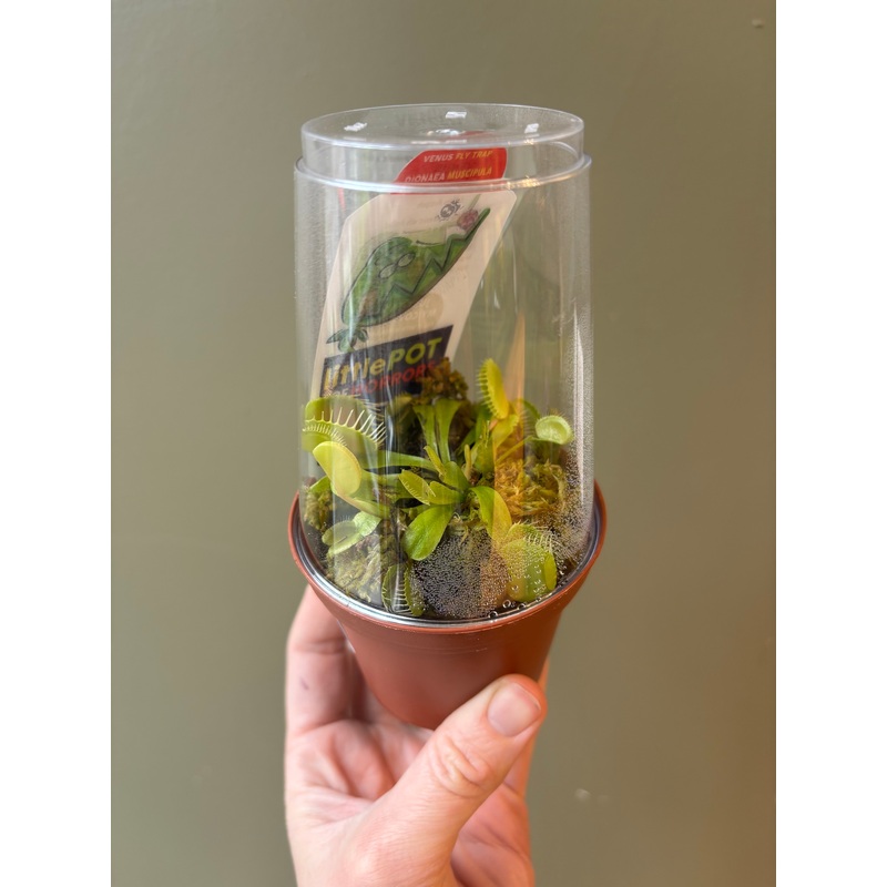 Venus Fly Trap|3″