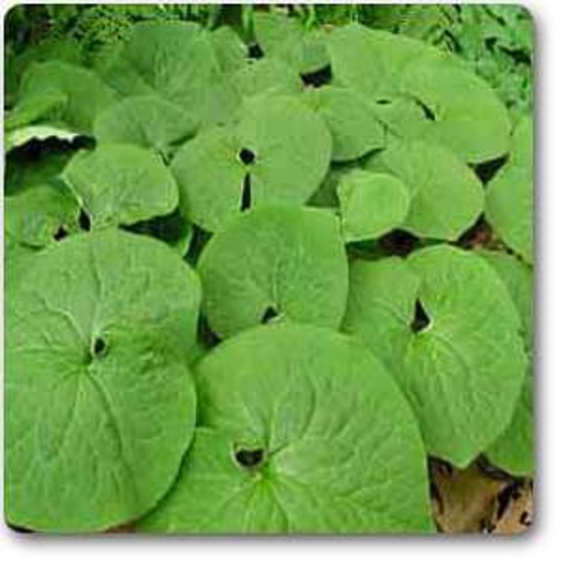 Wild Ginger, Asarum Canadense – Plant