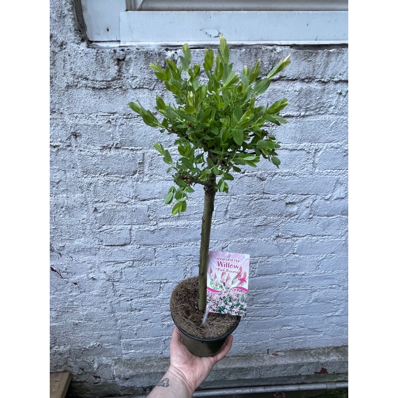 Willow ‘Pink Beauty’|6″