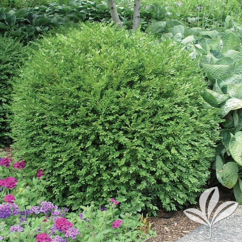 Winter Gem Boxwood||3||7