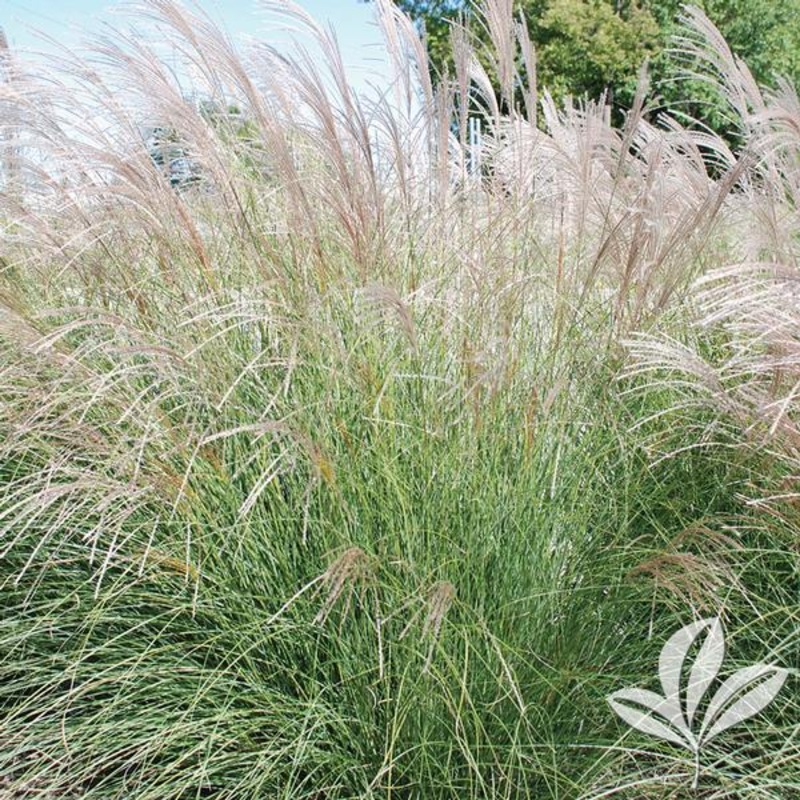 Yaku Jima Maiden Grass||3