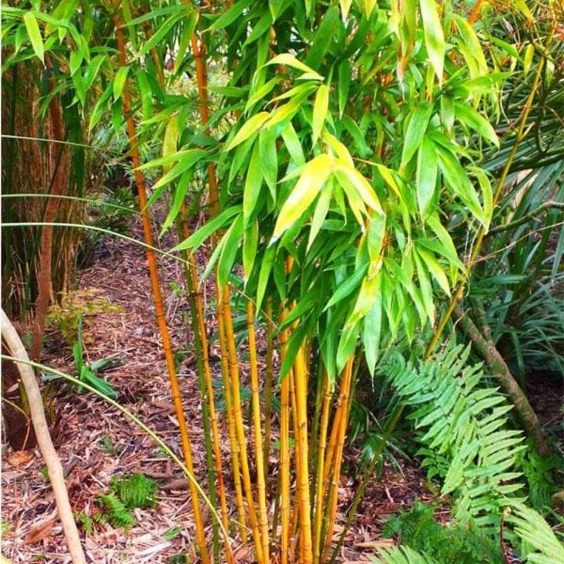 Yellow Bamboo – Plant