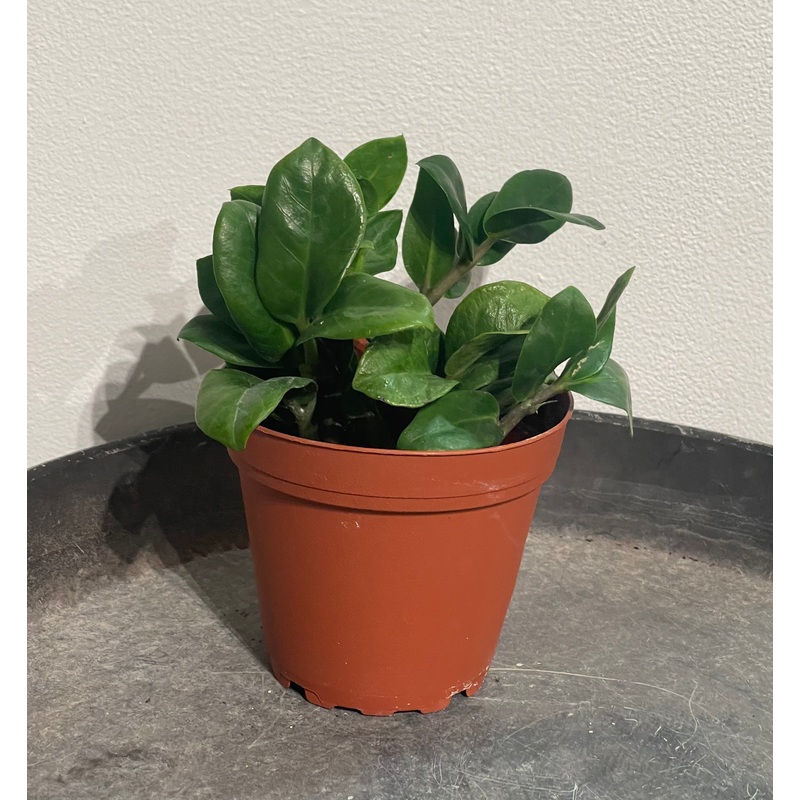 ZZ Zenzi|4″|6″