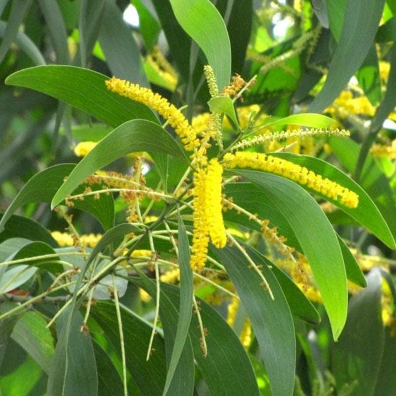 Acacia Auriculiformis, Australian Babul – Plant