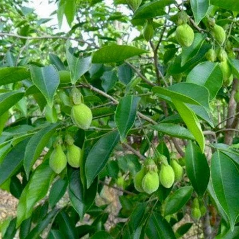 Agar Wood, Eagle Wood – Plant