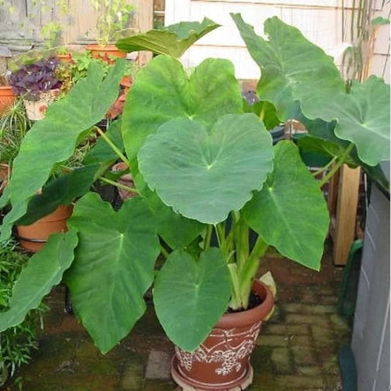 Alocasia, Elephant Ear (Green) – Plant
