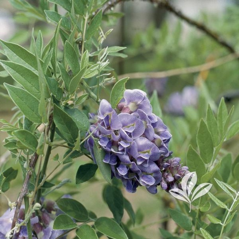 Amethyst Falls Wisteria||5 Teepee
