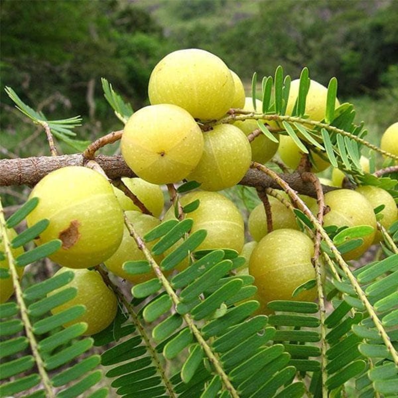 Amla Tree, Indian Gooseberry (Big Fruit, Grown Through Seeds) – Plant