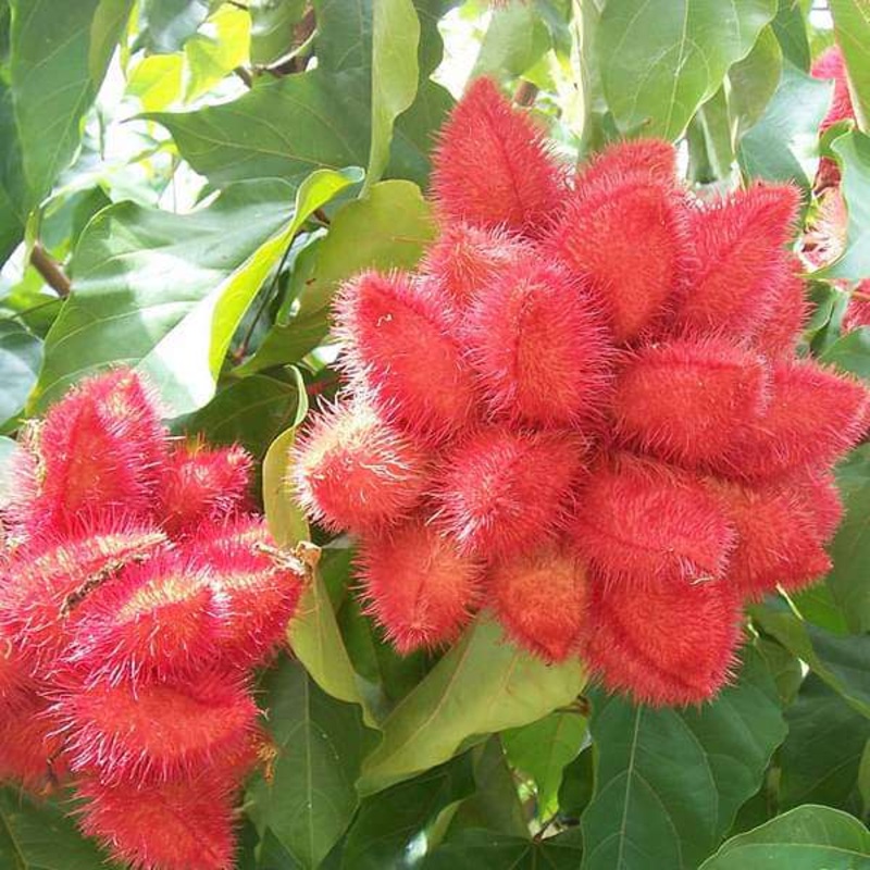 Annatto, Bixa orellana, Shendri, Sindur (Orange Color) – Plant
