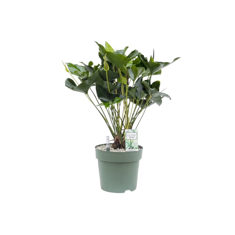 Anthurium 30cm Arrow