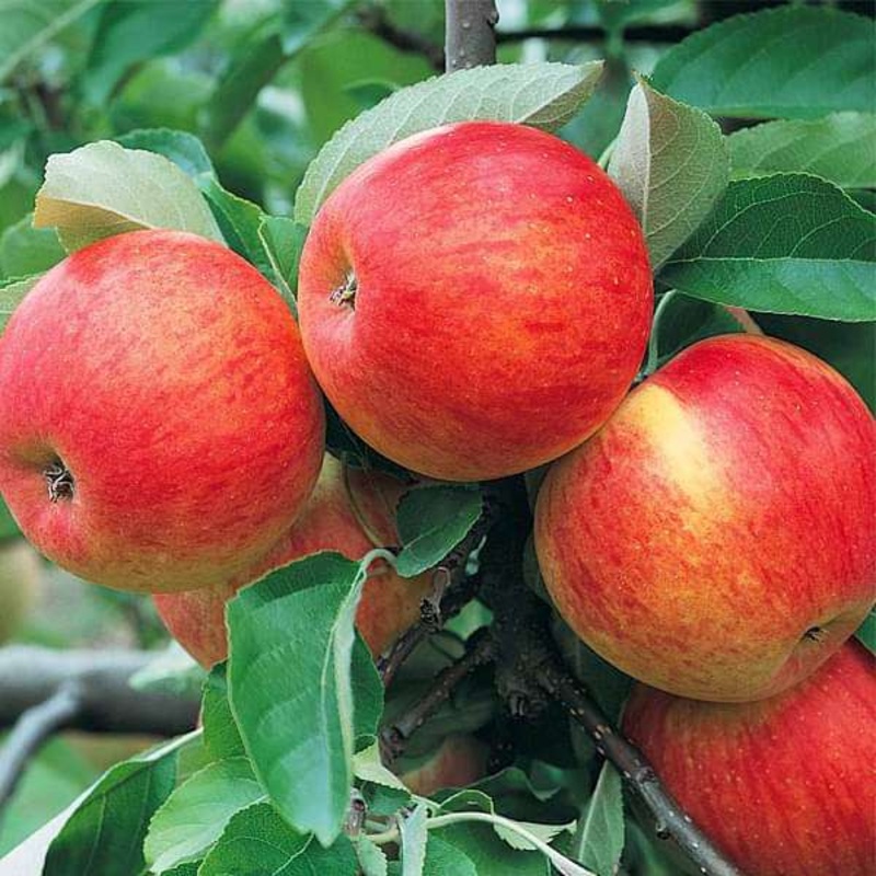 Apple Tree (Grafted) – Plant