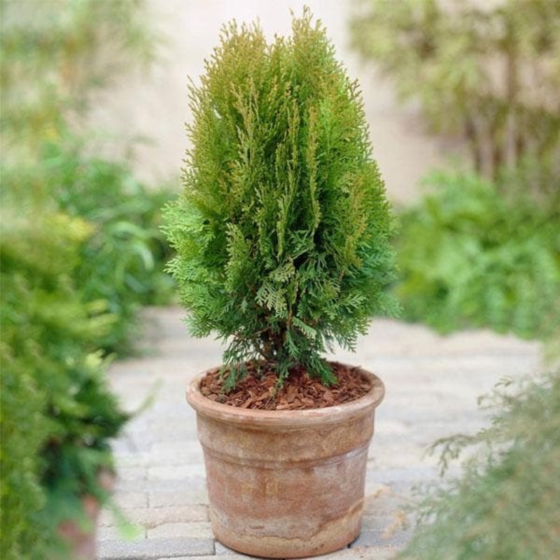 Arborvitae – Plant