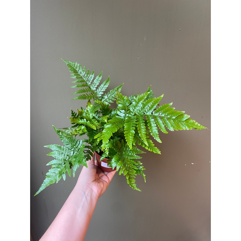 Autumn Fern|4″