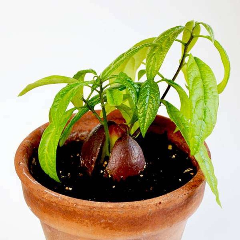Avocado, Butter Fruit, Makhanphal ( Grown through seeds ) – Plant