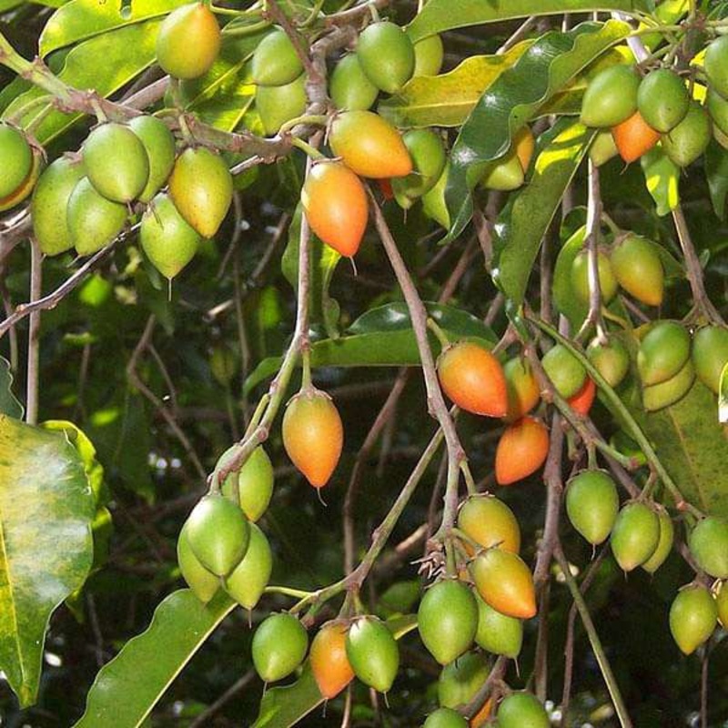 Bakul, Maulsari, Vajradhanthi – Plant