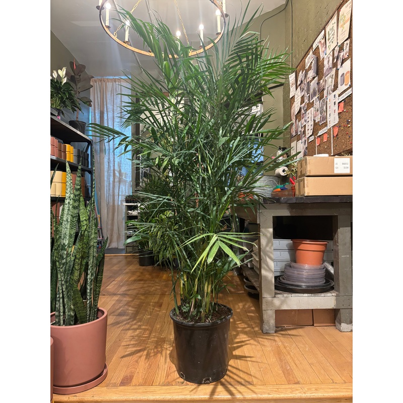Bamboo Palm|10″|14″|3-4ft|5-6ft
