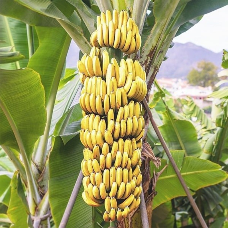 Banana – G9, Kela – Plant