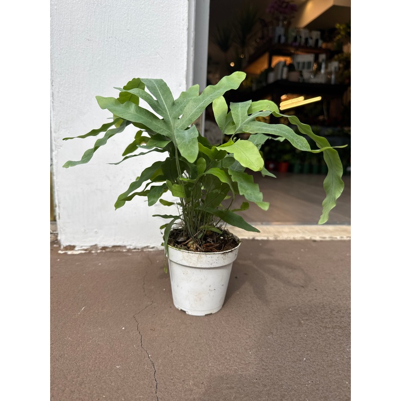 Blue Star Fern|4″
