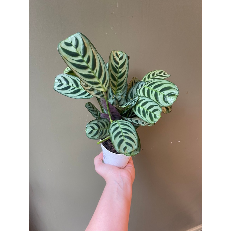 Calathea Burle Marxii|4″