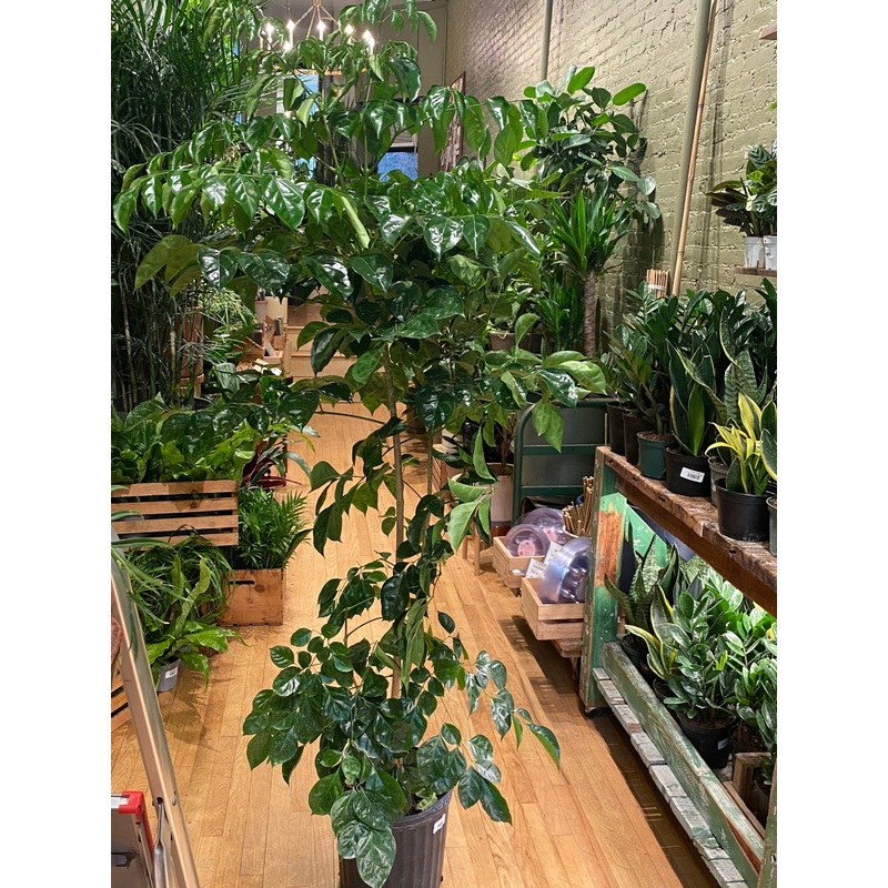 China Doll Plant|12″|14″|17″|6-7 ft|6-7ft|8-9ft