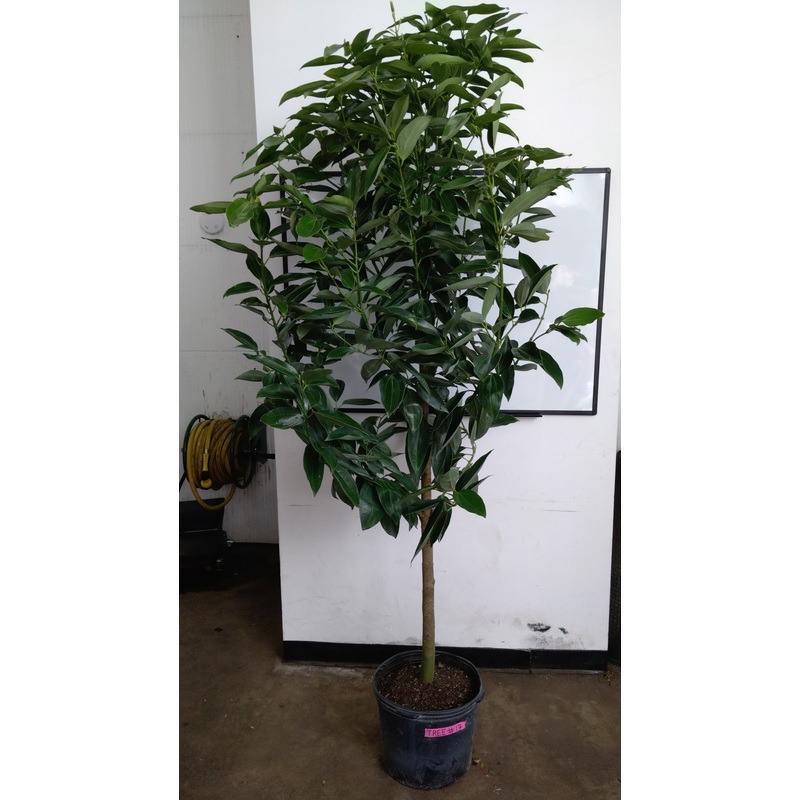 Cinnamon Tree|10″|14″|17″|4-5ft|6-7ft|7-8ft