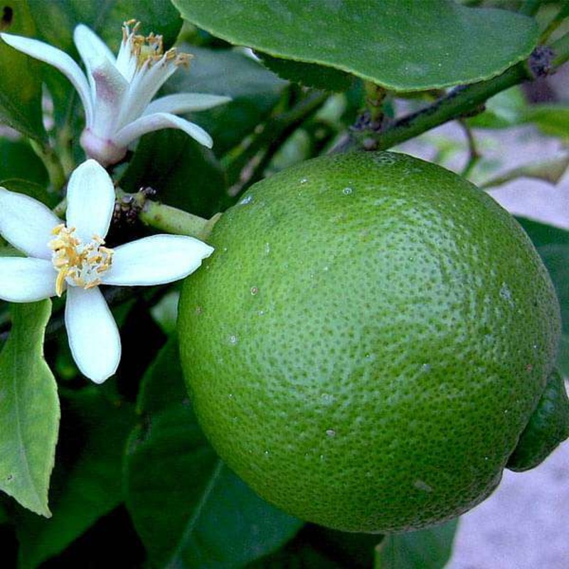 Citrus Limetta, Indian Sweet Lime, Mausammi – 0.5 kg Seeds