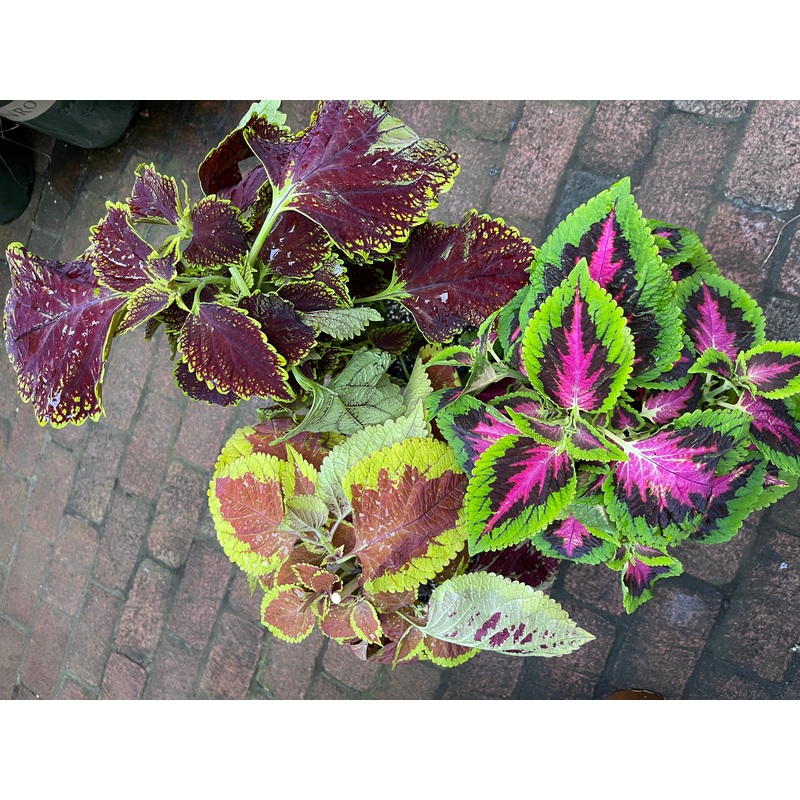 Coleus|7.5″ Std