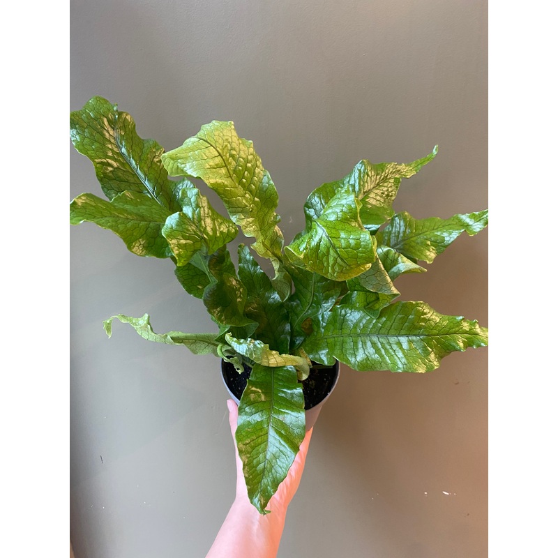Crocodile Fern|6″