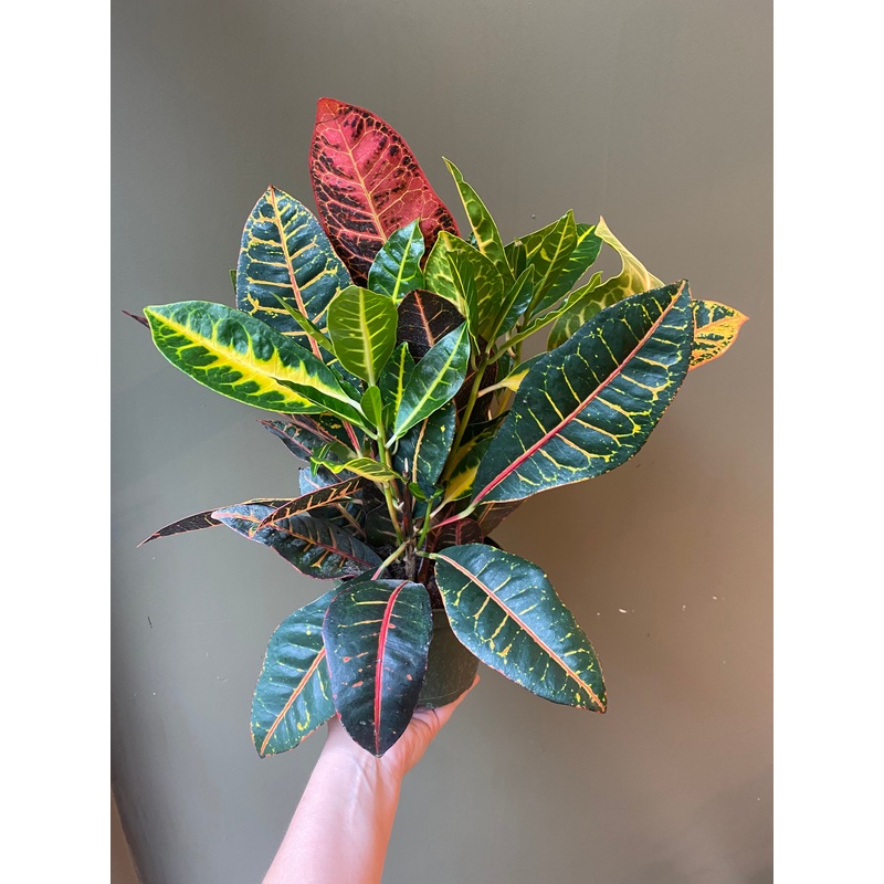 Croton Petra|6″