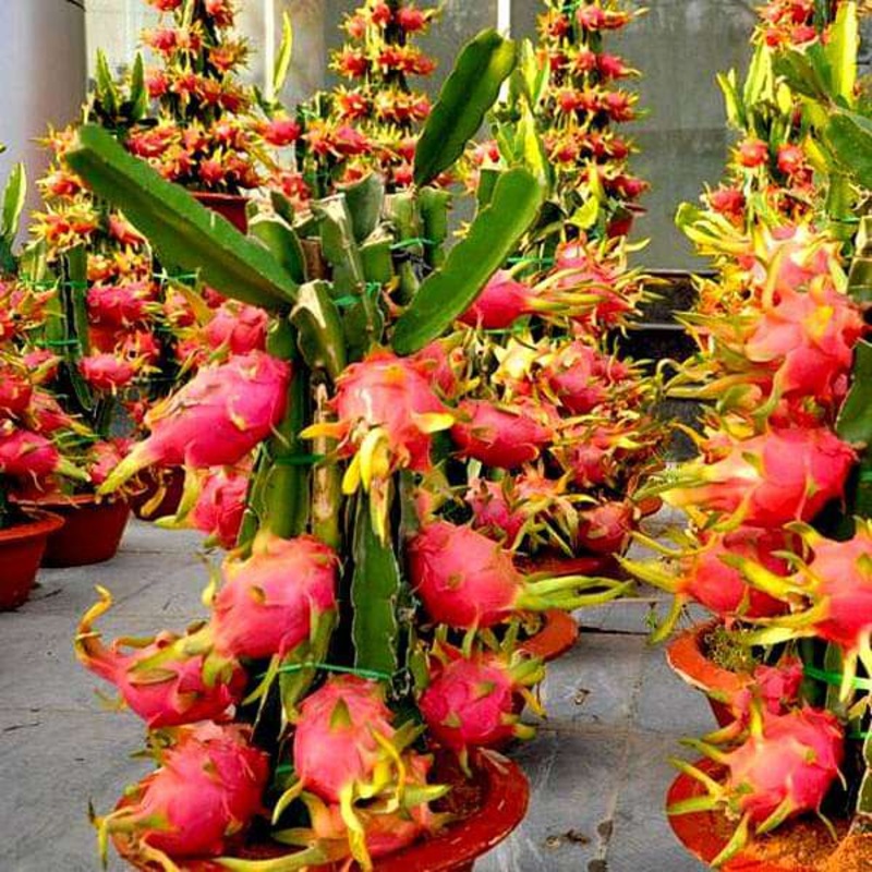 Dragon Fruit – 10 Seeds