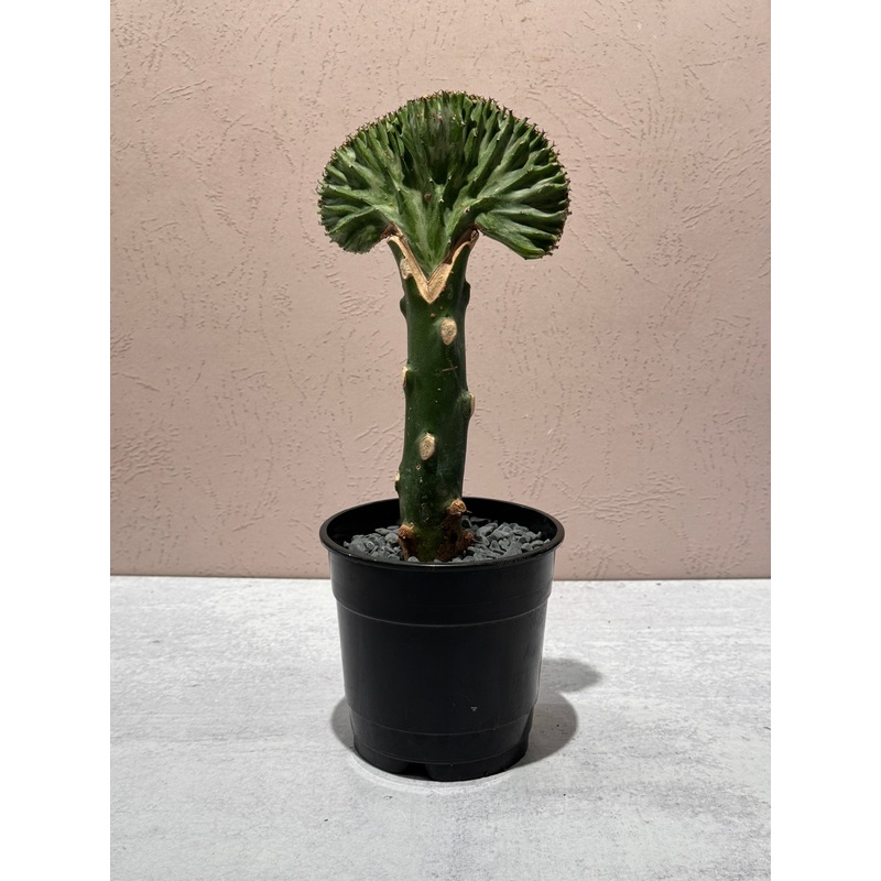 Euphorbia Lactea ‘Mermaid Tail’