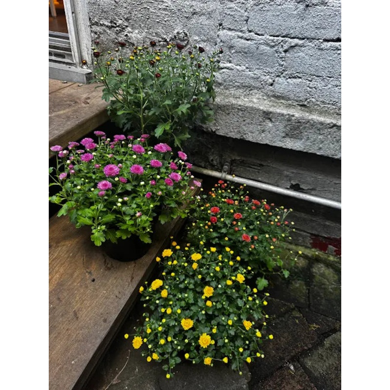 Garden Mum|4.5″|6″|9″