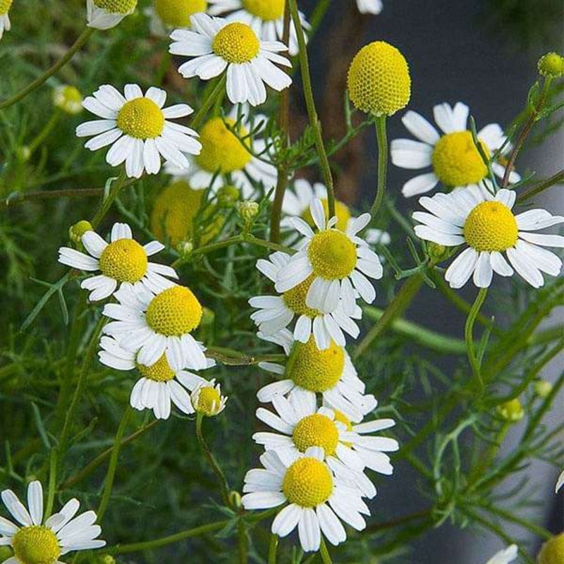German Chamomile – Herb Seeds