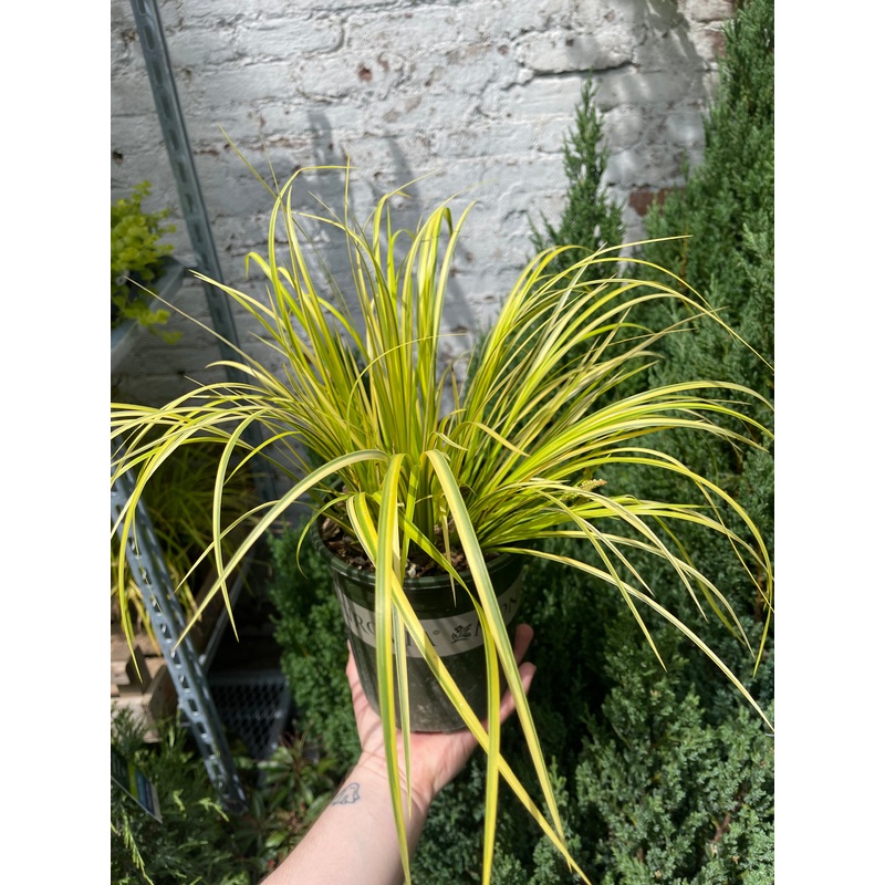 Golden Variegated Sweet Flag||1