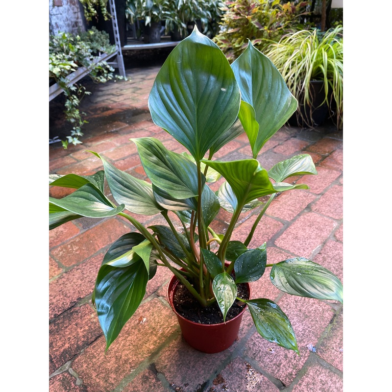 Homalomena ‘Green’|6″