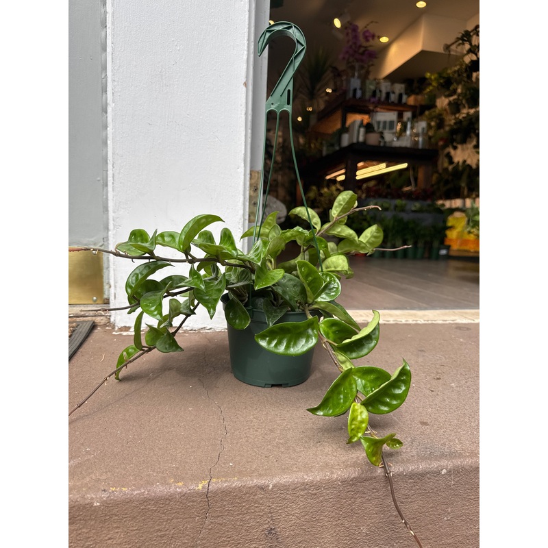 Hoya Ripple|6″