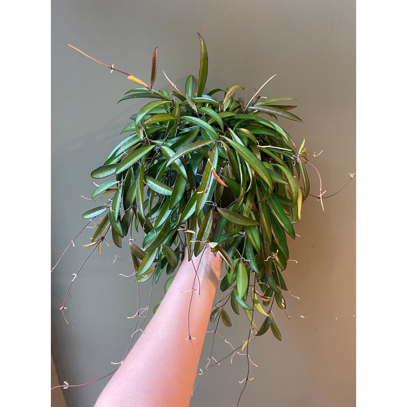 Hoya Wayetti|6″