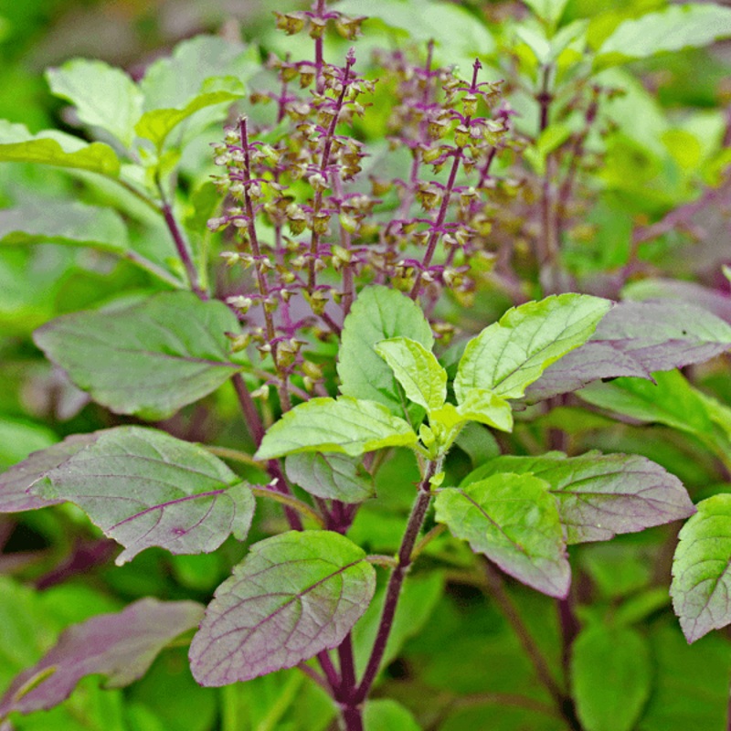 Krishna Tulsi, Tulsi ( Black ) – 0.5 kg Seeds