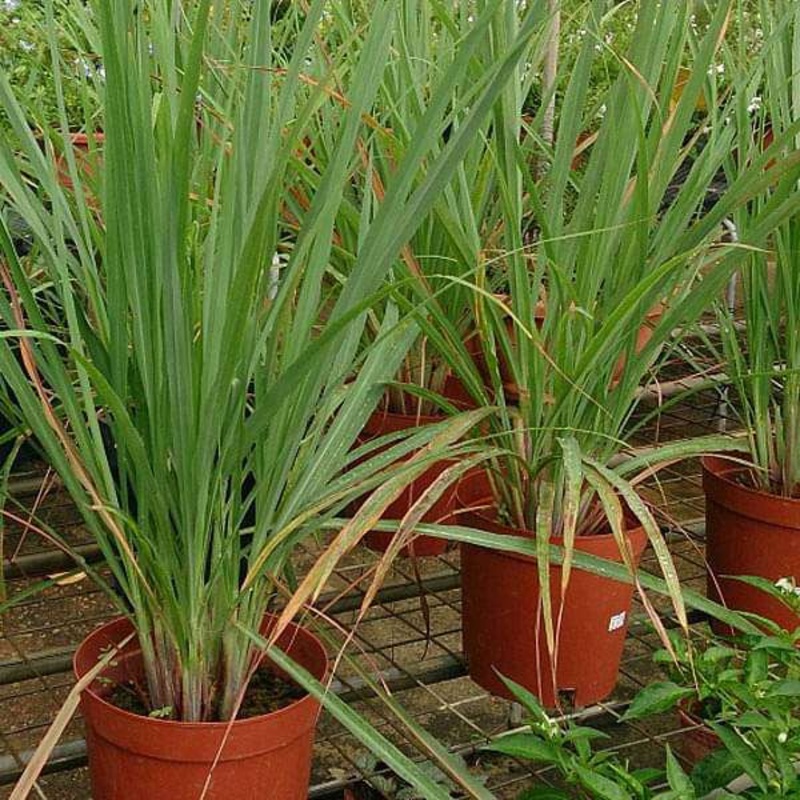 Lemon Grass – Herb Seeds